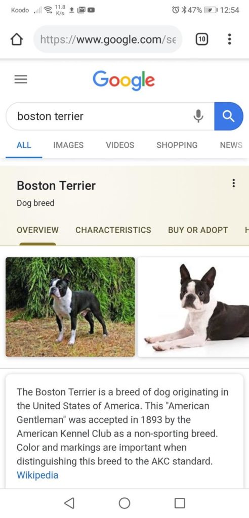 Google's Topic Layer in action on a search for 'boston terrier'